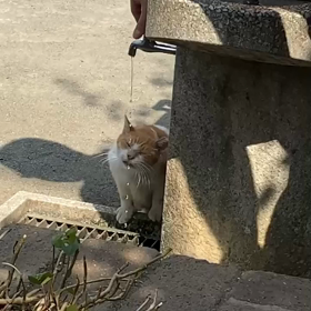 猫も暑いよねーの画像