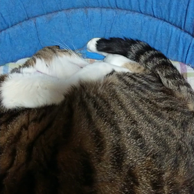梅のいびきの画像