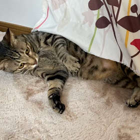 少し暖かくなり活発になるにゃん達の画像