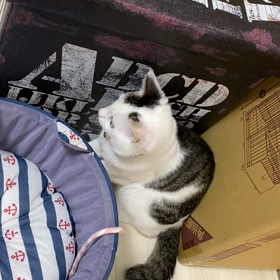 朝から暴れんぼう姫！お兄ちゃんは優しくチョン？の画像