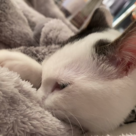 痛いよ〜！そして戦いの始まり！の画像