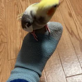 靴下の足が好きの画像
