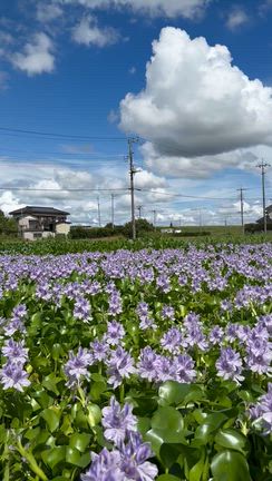 【埼玉】真夏の加須のホテイアオイ風景の記事動画