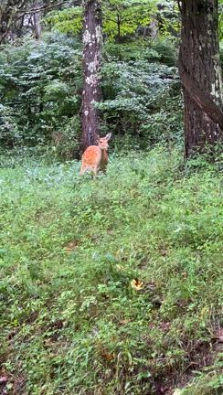 野生のシカに遭遇して一人窮地に陥った話☆の記事動画