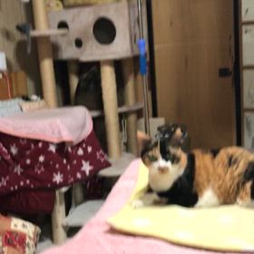 可愛い可愛いおしゃべりさんの画像