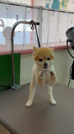 今日のワンちゃん❣️の記事動画