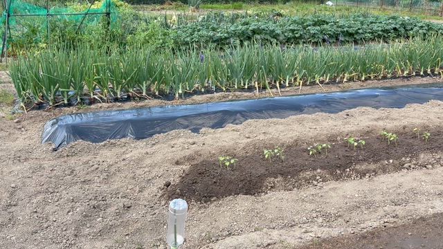【家庭菜園】畑の様子の記事動画