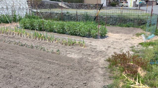 今年の夏野菜の植え付けは？の記事動画
