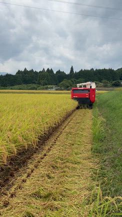 【田舎の生活】コシヒカリの稲刈り終わりましたの記事動画