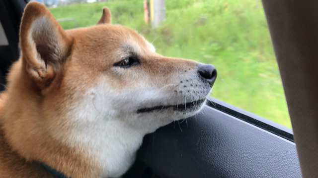 犬の気持ちの記事動画