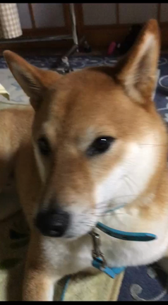 柴犬ここセールスを撃退の記事動画
