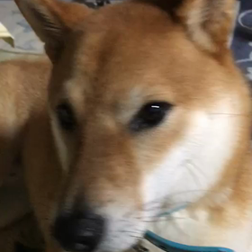 柴犬ここセールスを撃退の画像