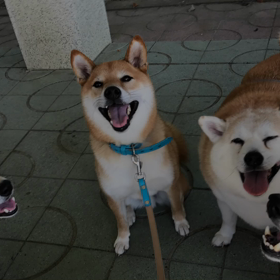 アイフォンでメモリー動画ができていましたの画像