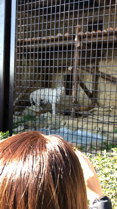 駆除された動物と、動物福祉について考える。の記事動画