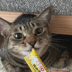 にこちゃんの画像