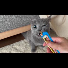 まるちゃんの画像