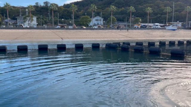 イルカと共にの記事動画