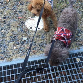 チェル子のトラウマの画像