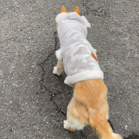 今日のみかん（朝）の画像