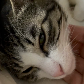 ミミちゃんの様子　語り相手の画像