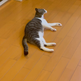 ミミちゃんの様子　完成形の画像