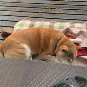 柴犬ゴロの寝言の画像