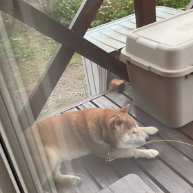 柴犬のおはようの一コマの画像