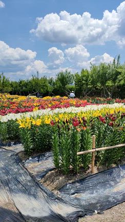 6/12(金) 兵庫県丹波篠山市 ささやま玉水ゆり園に行ってきたよの記事動画
