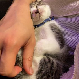 もこたろの画像