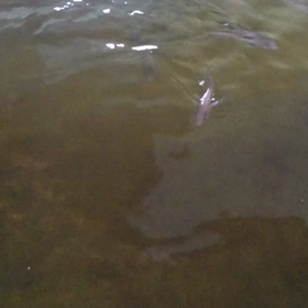 バクチャー水槽のマダイの画像