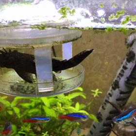 魚は喋らないけれどの画像