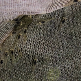 イエローチェリーシュリンプの稚えび  経過の画像