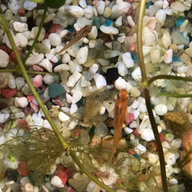 親メダカと稚メダカの御対面の画像