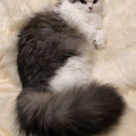 しっぽフリフリの画像