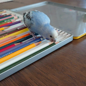 インコの画像