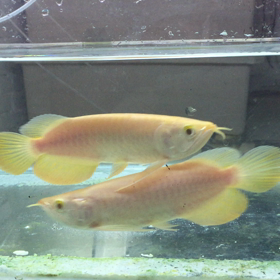 albinoの画像