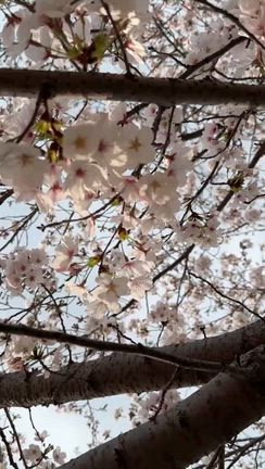 チャミ&マロン❤️と桜✨の記事動画