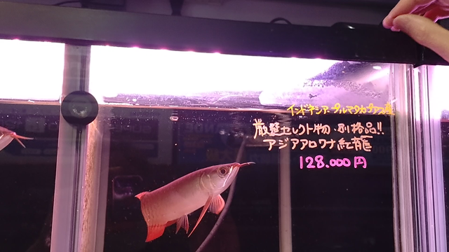 入荷案内（令和5年・1月11日）の記事動画