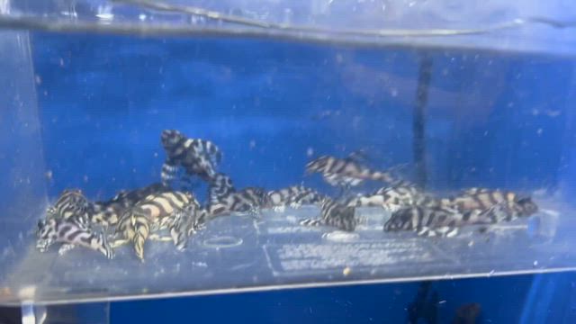 リアルメガクラウンの記事動画