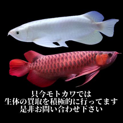 マール血統　特選個体入荷の記事動画