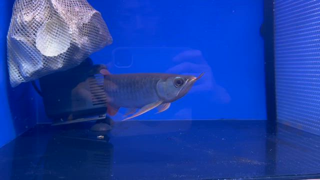スーパーレッド　SALE個体　1の記事動画