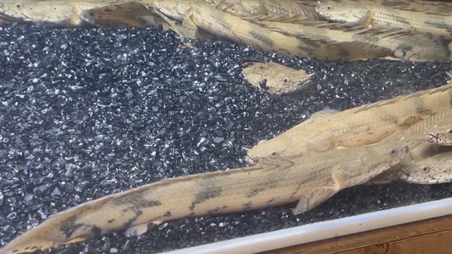 ギニア　ダボラ川産　エンドリ入荷ですの記事動画