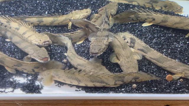 ギニア　ダボラ川産　エンドリ入荷ですの記事動画