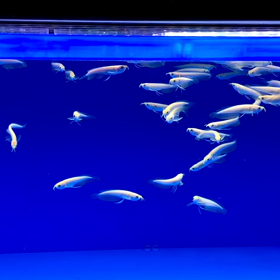 アルビノシルバー✨の画像