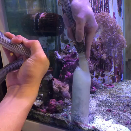 明日も朝からサンゴの入荷！！ACROPORA＆マメスナ＆スターポリプの予定です。の記事動画