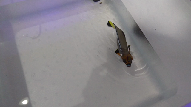 ダンディーエンゼルことコンスピキュオスエンゼルもこの寒さに耐えて無事に到着！！の記事動画