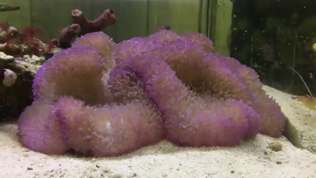 ハタゴイソギンチャクのパープル個体の動画でも観てください。　サンゴ通販してます。(*^▽^*)の記事動画