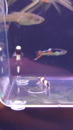 淡水魚、海水魚入荷！の記事動画