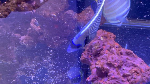 粒餌食べます！！！の記事動画