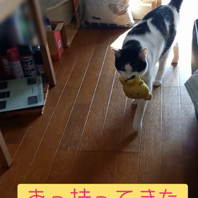 今日は、プーさんを渡したくない、あらいさんの画像